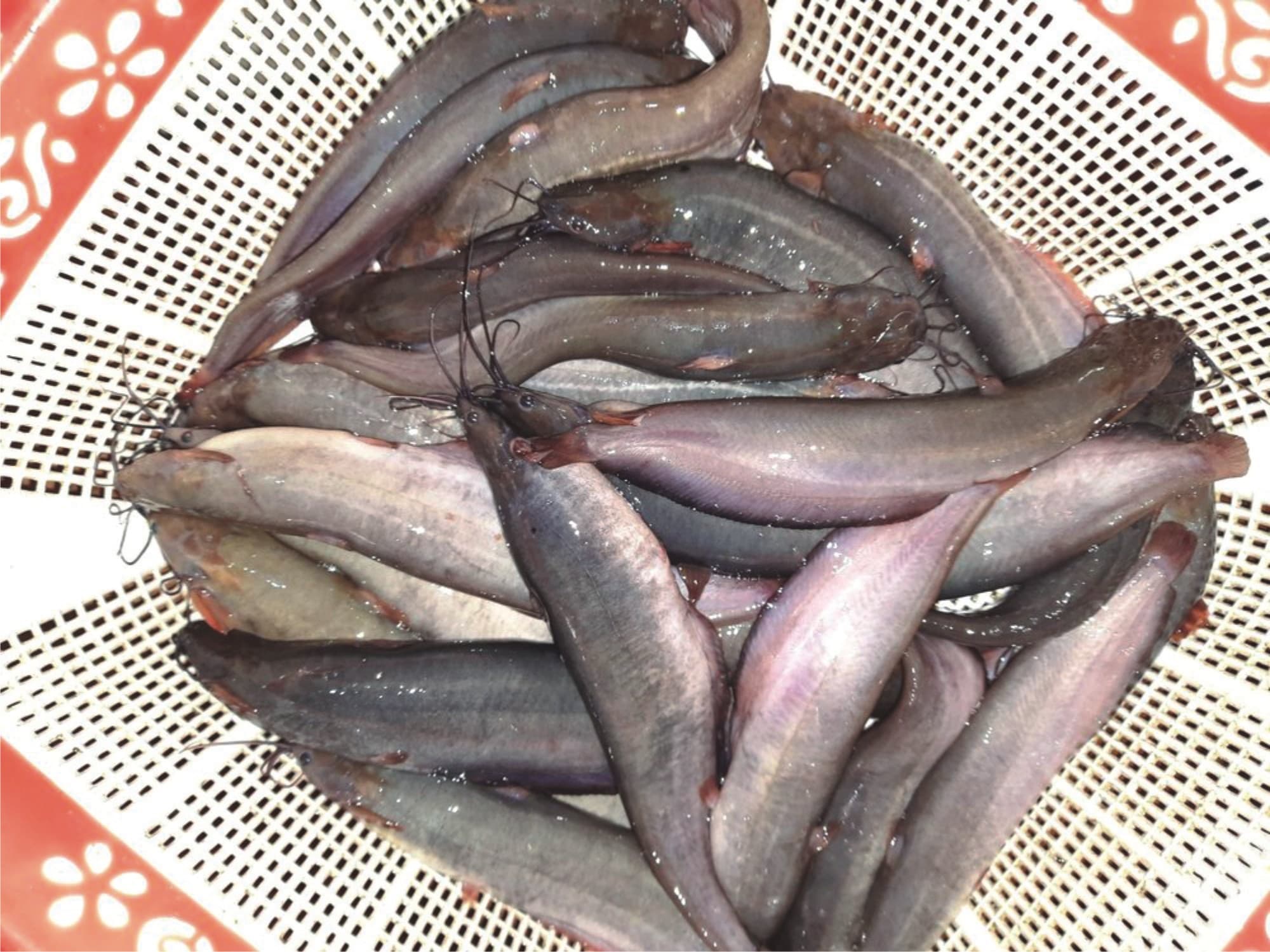 Singhi Fish